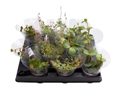 Peperomia Mix 6Ø 10cm