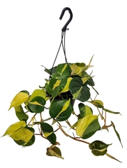 Philodendron Scandens Brasil 14Ø 40cm