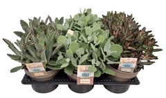 Kalanchoe Mix 14Ø 25cm