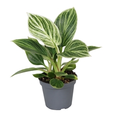 Philodendron Birkin 6Ø 11cm