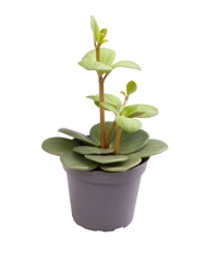 Peperomia Tetraphylla Hope 6Ø 12cm