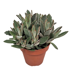 Kalanchoe Tomentosa 14Ø 25cm