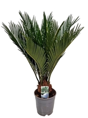 Cycas Revoluta 12Ø 45cm