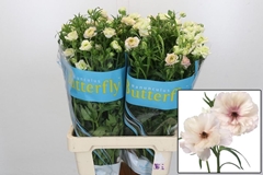 Ranunculus Butterfly Ariadne 70cm 45gr.