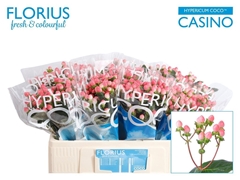 Hypericum Coco Casino 50cm