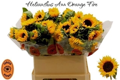 Helianthus Orange Fire 80cm