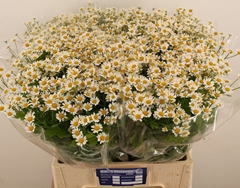 Tanacetum Single Vegmo 65cm