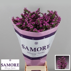 Limonium Sinuatum Rosa Sun Birds 80cm 80gr.