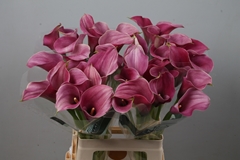 Zantedeschia Captain Romance 65cm