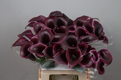 Zantedeschia Cantor 60cm