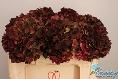 Hydrangea Rubyred Classic 50cm 15-17cm Hd