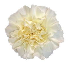 Dianthus Single Diletta Crema 70cm