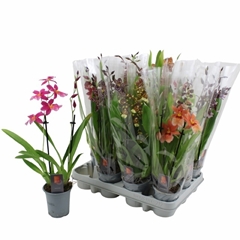 Orchids Mix 9Ø 45cm 2st