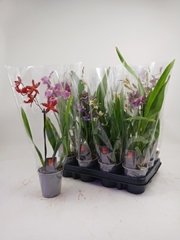 Orchids Mix 9Ø 35cm 1st