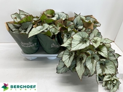 Begonia Leaf Escargot 14Ø 30cm