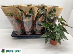 Begonia Foliage Maculata Spotlight Green 12Ø 30cm