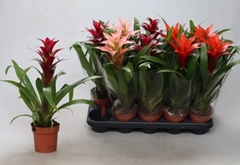 Guzmania Mix 12Ø 45cm