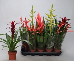 Bromelia Mix 12Ø 50cm