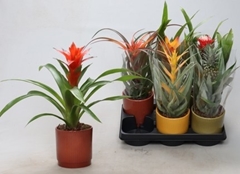 Bromelia Mix 12Ø 40cm