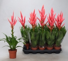 Tillandsia Ziva 12Ø 55cm