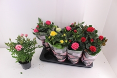 Rosa Patio-Hit Mix 5 Kinds 13Ø 33cm