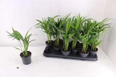Dypsis Lutescens 10Ø 40cm