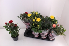 Rosa Patio-Hit Mix 3 Kinds 13Ø 37cm