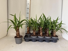Yucca Elephantipes 12Ø 40cm