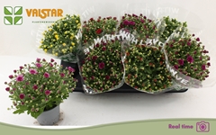 Chrysanth Mix 5 Colours 12Ø 25cm