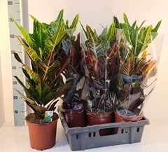 Codiaeum Big Leaf Excellent 19Ø 60cm