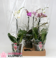 Phalaenopsis Mix 12Ø 50cm 1st