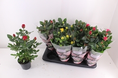 Rosa Patio-Hit Mix 3 Kinds 13Ø 37cm