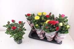 Rosa Patio-Hit Mix 4 Kinds 13Ø 37cm