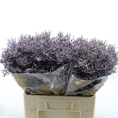 Limonium Safora Lilac 60cm 20gr.