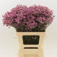 Limonium Sinense Tiffany Diamond 70cm 25gr.