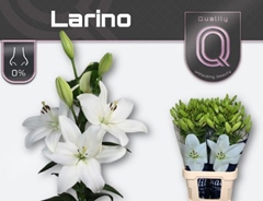 Lily La Larino 80cm 2+
