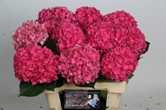 Hydrangea Glowing Alps 60cm 12-14cm Hd