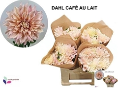 Dahlia Café Au Lait 60cm