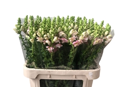 Antirrhinum Potomac Dark Orange 80cm