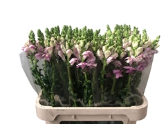 Antirrhinum Potomac Red 80cm
