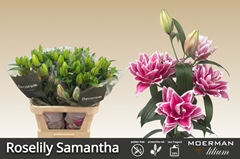 Lily Oriental Double Roselily Samantha 75cm 4+