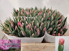 Tulip Single Pretty Princes 35cm 33gr.