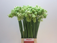 Ornithogalum Saundersiae 70cm