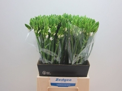 Ornithogalum Thyrsoides 50cm