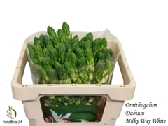 Ornithogalum Thyrsoides Milky Way 50cm