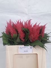 Celosia Royal Pink 60cm