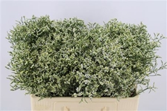 Limonium Sinense China White 60cm 30gr.