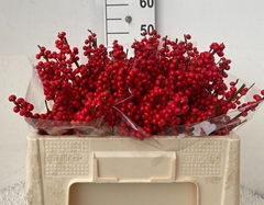 Ilex Verticillata 50cm