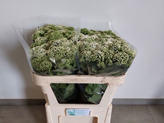Eupatorium White 72cm