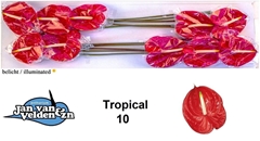 Anthurium Tropical 15cm Hd